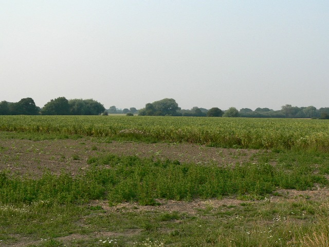 A Field On Short Acre Lane