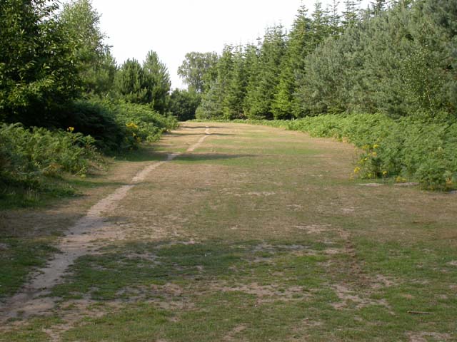 Forestry Track