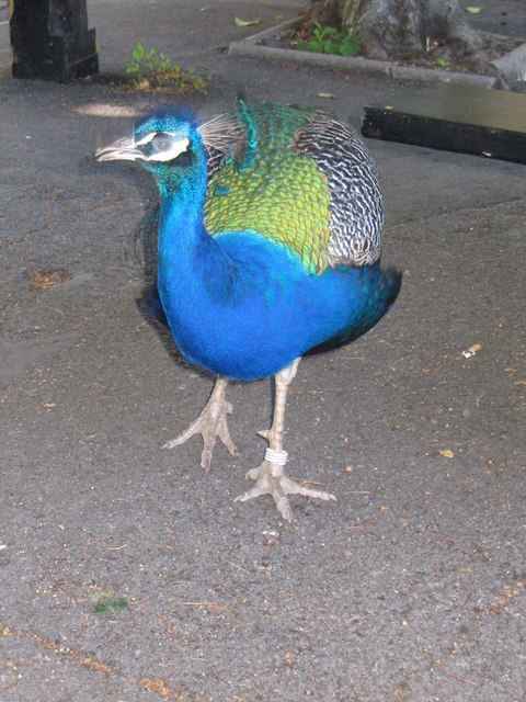 Peacock at Trago Mills #2