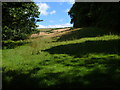 Field beside Coleshill Copse