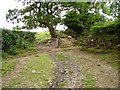 Old lane, Brigwellt-y-coed