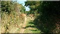 A walk to the River Alde, Suffolk