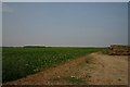 Sugar beet field near Ixworth