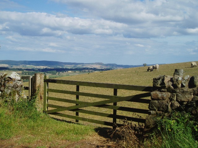 Sheep grazing near Wooler