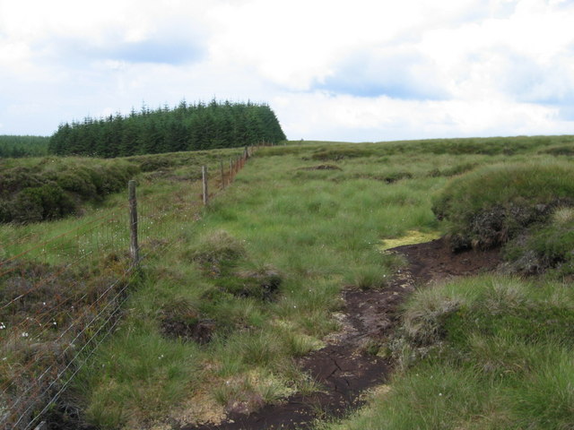 Forest boundary near Peddinnan Burn