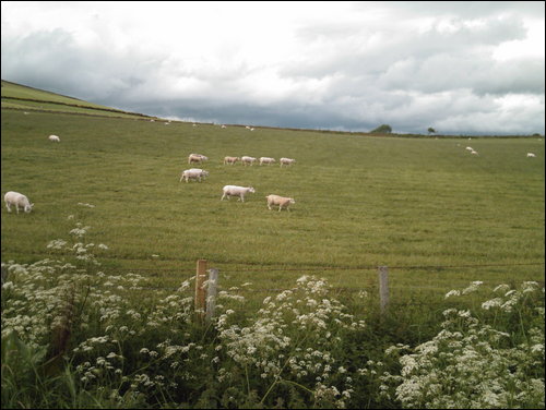 Sheep in a field from Brawlandknowes