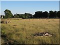 Field with sheep near Winsley