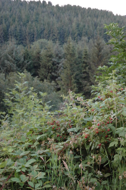 Raspberries growing on the side of Halliday Hill