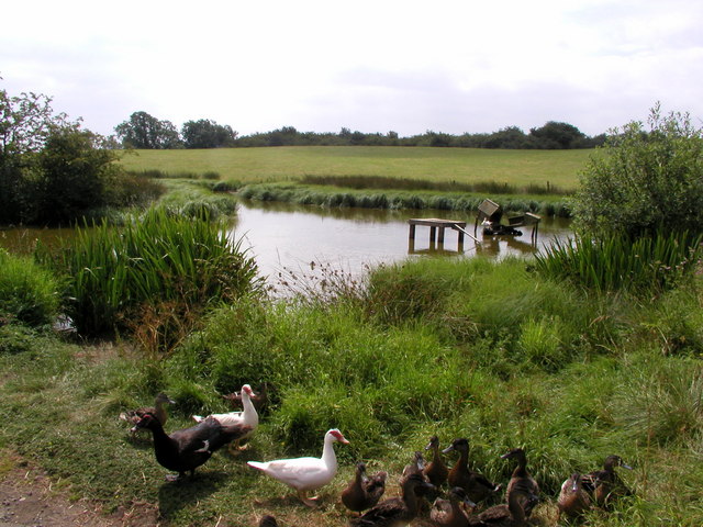 Pond near Ellingstring