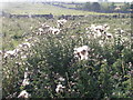 Thistles, Smalldale