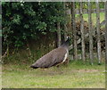 Peahen and chick