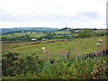 Sheep pasture by Roche Grange