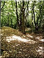 West Wood - Boundary bank and ditch