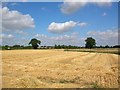 Harvested corn in Wilberfoss