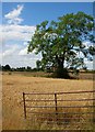 Field of Oats - Bishop Wilton