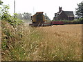 Combining Wheat, Aston Heath Farm, Aston Lane