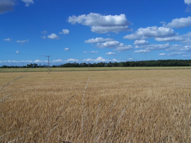 Fields of barley looking towards Pitmuiesmoor