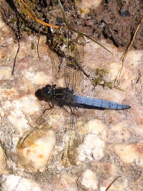 Keeled Skimmer dragonfly resting