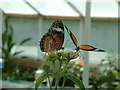 Blenheim Palace, The Butterfly House