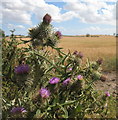 Scottish Thistle