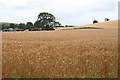 Crediton Hamlets: wheat field