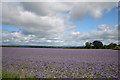 New crop?    Farm at Brunty near Woodside