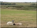 SH4077 : Anglesey Lambs at Cors Bodwrog, with Bodwrog Church in distance. by Stephen Elwyn RODDICK