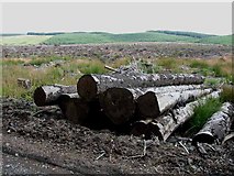 NY7083 : Timber Stack, Archy's Rigg, Kielder Forest by Oliver Dixon
