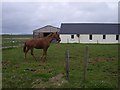 Horse by the roadside