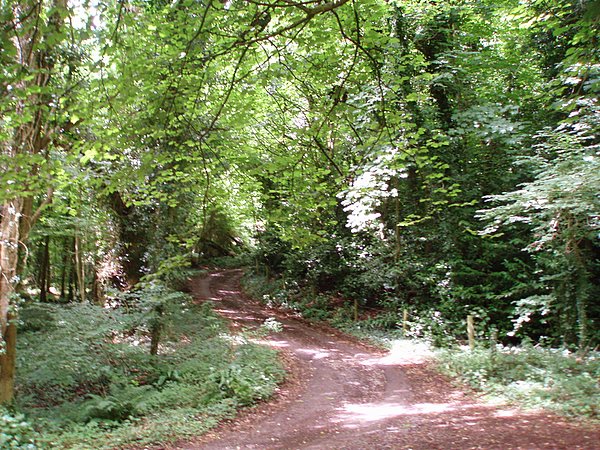 Trackway in Ashton Hill Plantation © Sharon Loxton :: Geograph Britain ...