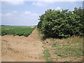 Potatoes and Trees