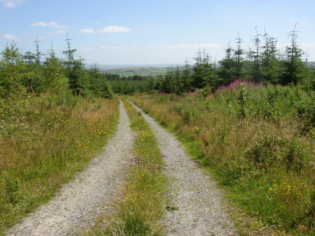 Forest track near Mullennakill, Co.Kilkenny