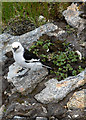 NH1225 : Snow bunting by Andrew Smith