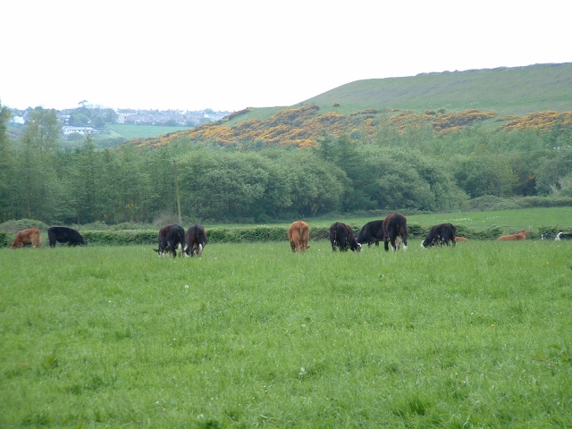 Cows and hills