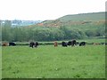 Cows and hills