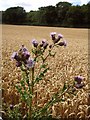 Creeping thistle (Cirsium arvense)