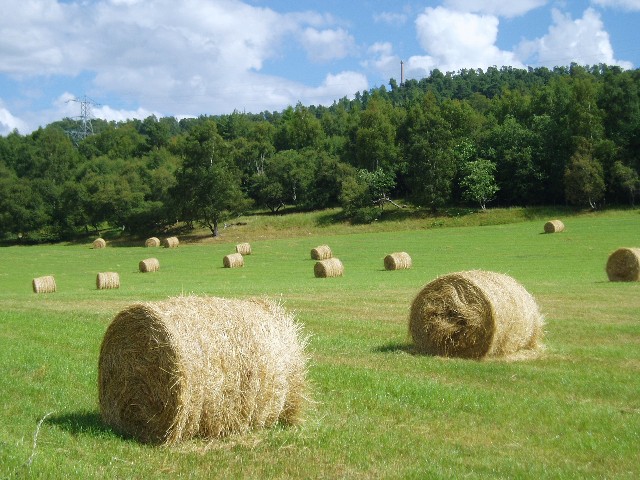 Field near Loch Alvie