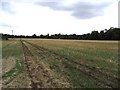 Stubble and tracks