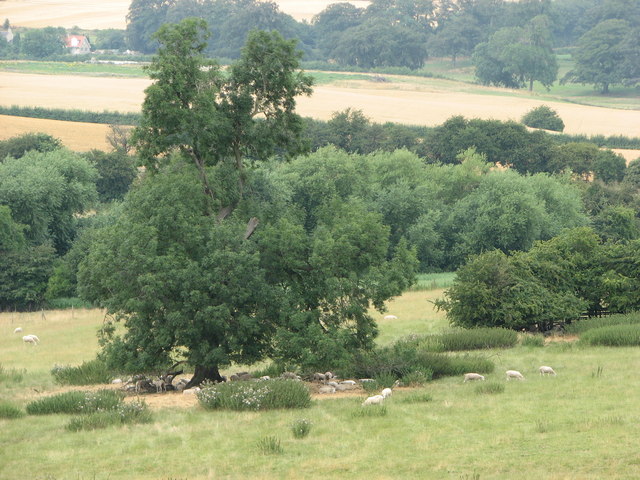 Sheep shading beneath a tree