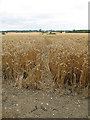 Wheat field