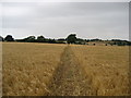 SE4261 : Footpath leading north from Grassgills by Chris Heaton