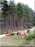 SU3906 : Ponies grazing at Dibden Bottom, New Forest by Jim Champion