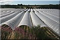 Polytunnels