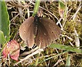 NO6948 : Ringlet Butterfly (Aphantophus hyperantus) by Anne Burgess