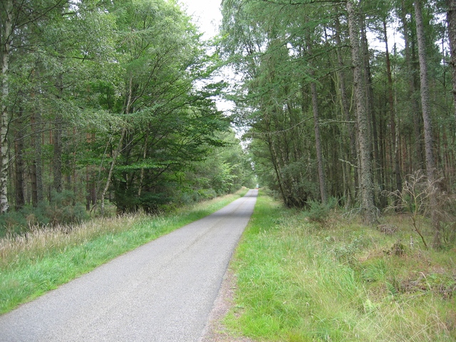 Woodland near Easter Balcroy