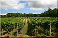 Vineyard at Wyken Hall