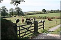 Cattle near Tawell Farm