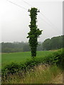 NX3868 : Ivy Covered Electricity Pole Near Barclye by Iain Thompson
