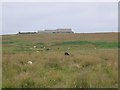 Warsett farm on Egilsay