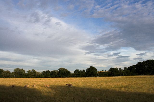 Field next to Wiston Road, Nayland